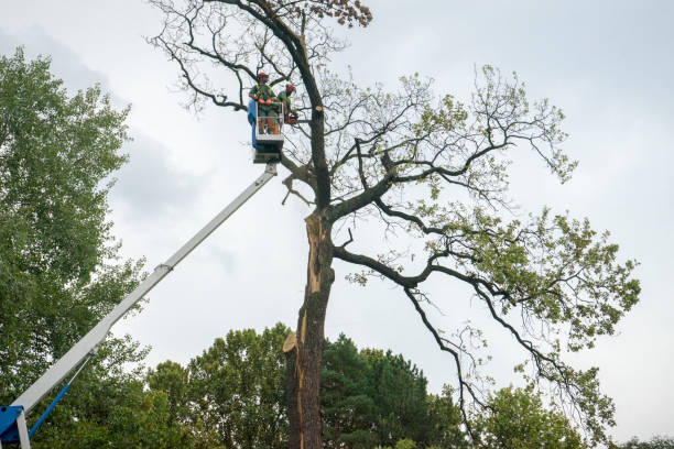 Best Best Tree Removal Services  in Valencia, NM